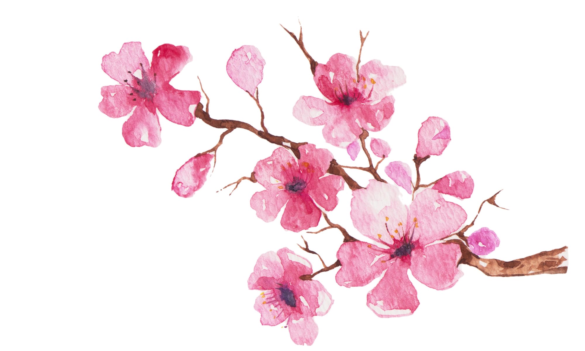 桜を詠んだ和歌ベスト10！時代を超えて詠みつがれる魅力