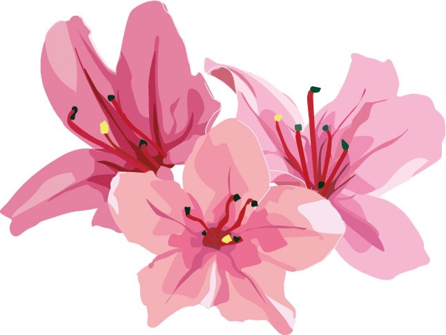 春の季節に見たい！ツツジの特徴や花言葉、開花時期を紹介