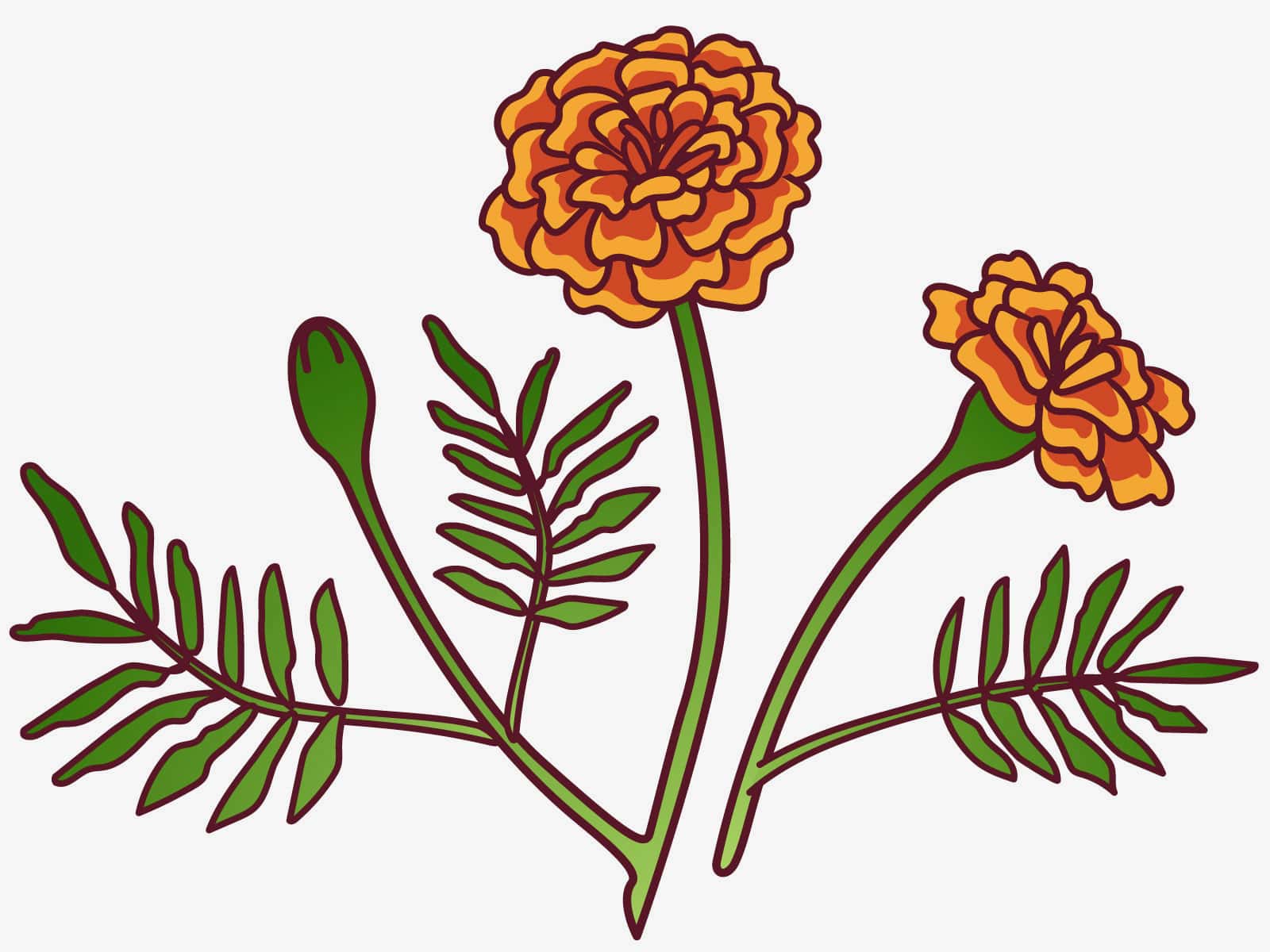 マリーゴールドはどんな花？特徴や種類、豆知識を紹介